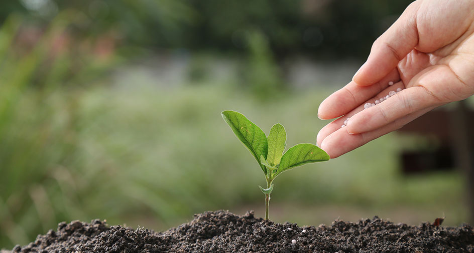 Hands planting a seedling tree. Our initiatives promote prayer to spread God's Word and bring people to salvation in Jesus.